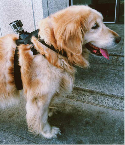 gopro Hero11/10/9/8/7 pet dog chest strap harness chest fixed shoulder strap 360oner accessories